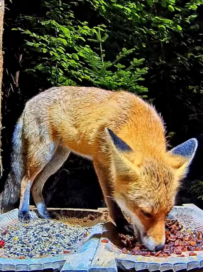 livebirdspoland_5243af5ca764b1c550109d2372d81160.jpg