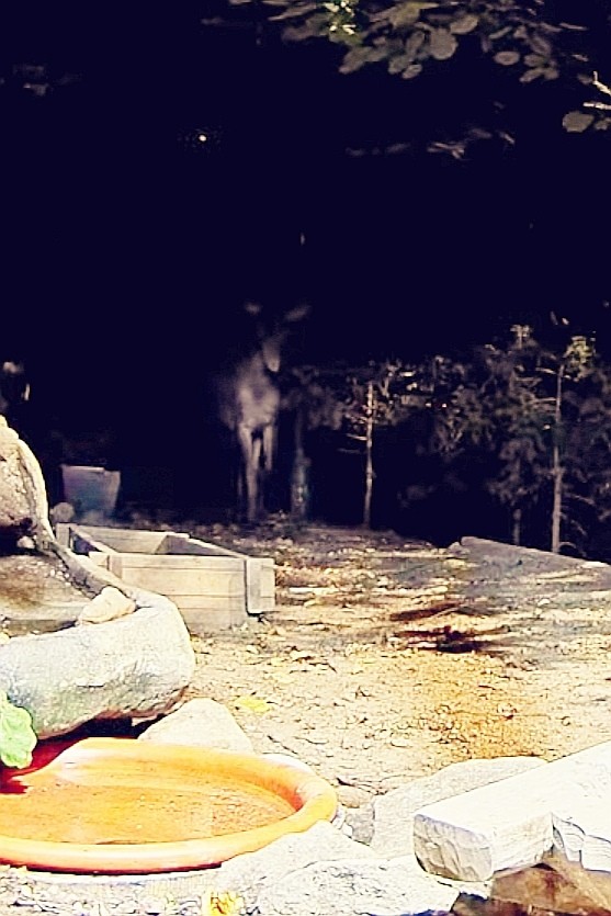 livebirdspoland_4615cb5ff6006f5ed7b3f38c73fa685b.jpg