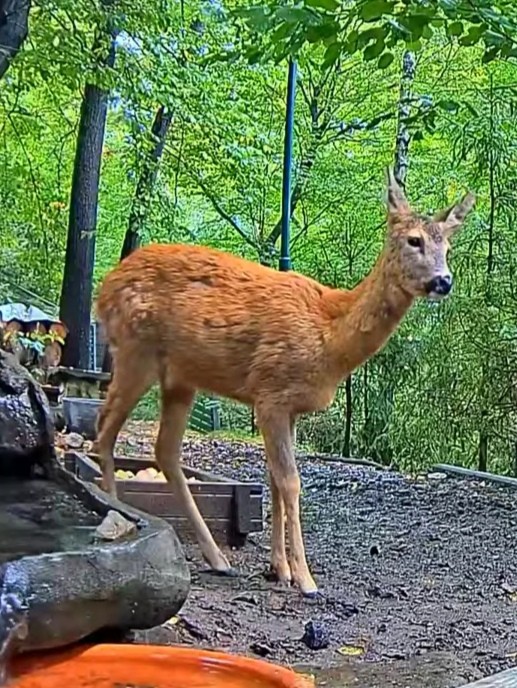 livebirdspoland_410f60da2d2001120eb6e8046f8364a9.jpg