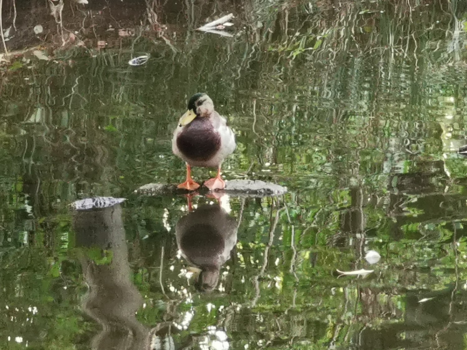 livebirdspoland_e088e55a6e35fddb40b411022ca4f7db.jpg