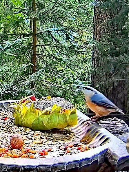 livebirdspoland_e9e958bd54437be0796cf025f4332008.jpg