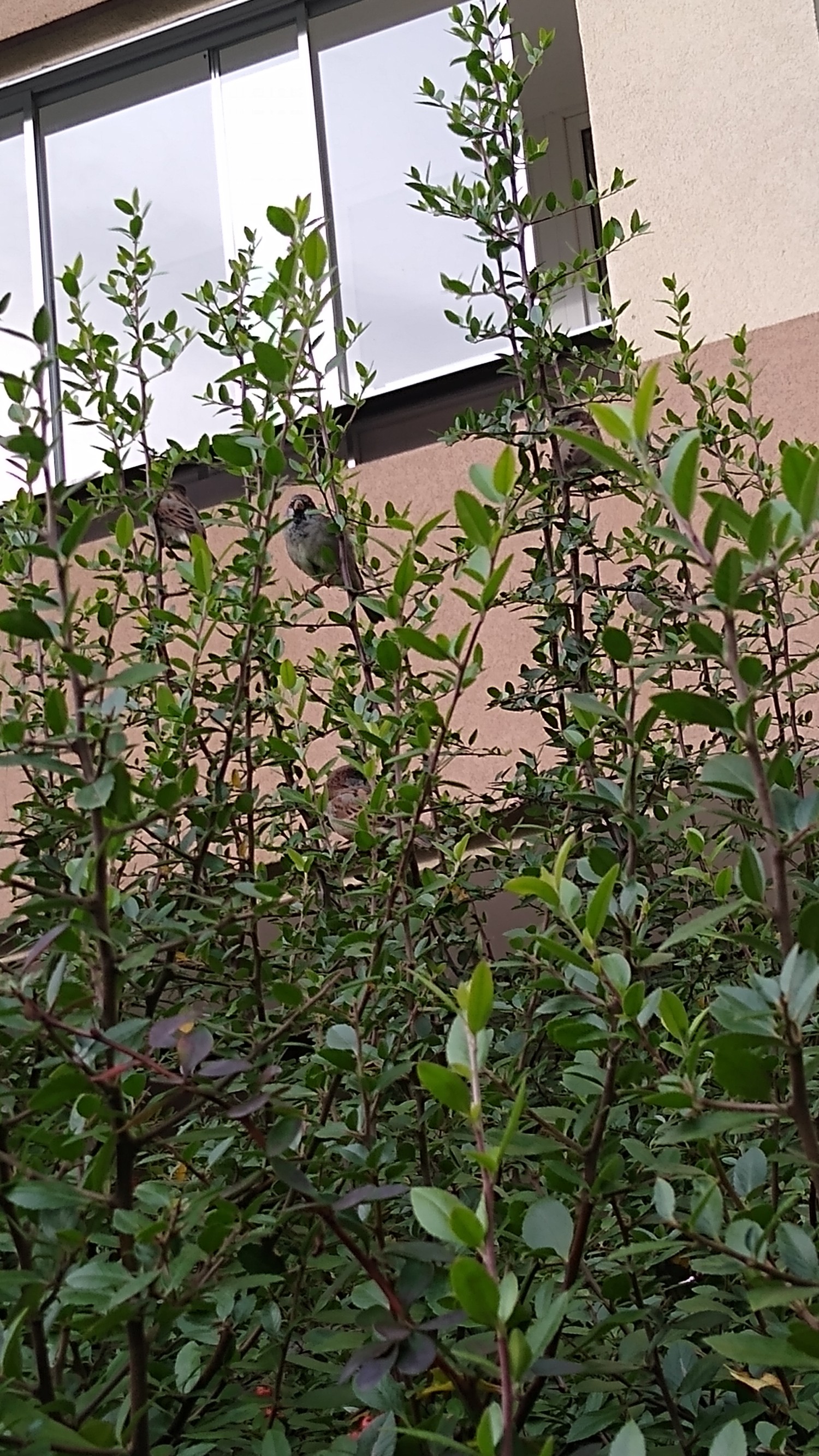 livebirdspoland_80af695eed41267908bf85529f95fb85.jpg