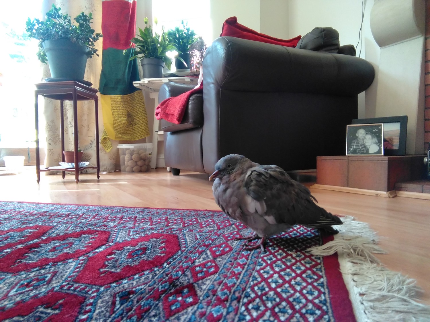 livebirdspoland_1b8302b41700f9973ce66d4214a9a245.jpg