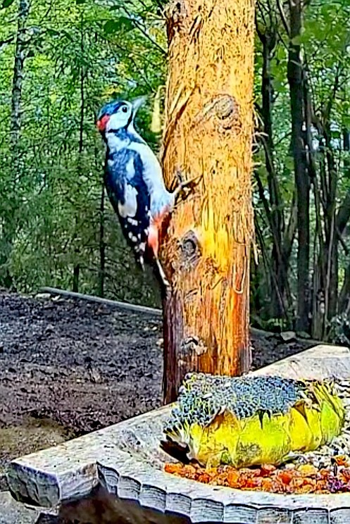 livebirdspoland_0495eb62d39ecb31d21710cfb158799c.jpg