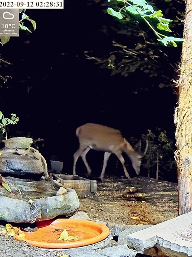 livebirdspoland_e2f54a6ff9d662aa481a4db688301dd3.jpg