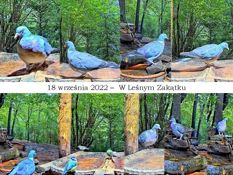 livebirdspoland_1349bbaf33878d2c81c3b47152373c65.jpg