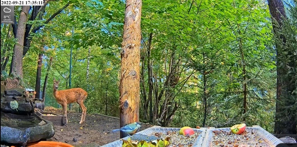 livebirdspoland_0b51ee01366e298d593fb17db1bfeeb7.jpg