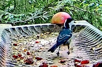 livebirdspoland_dca627ca36e4871ba7ce8dbe77ccfefc.jpg