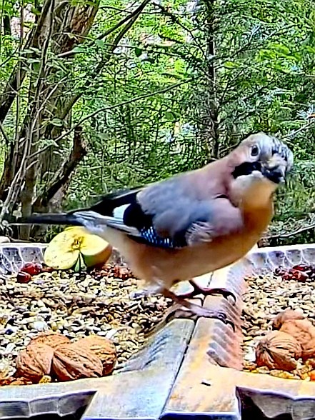 livebirdspoland_4a81c1142dd84c4a5f2c1f87cd2b5ca8.jpg