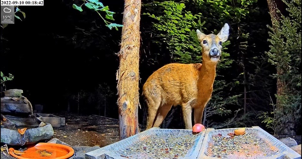 livebirdspoland_8b593b5c383c901ea442f723f626c921.jpg