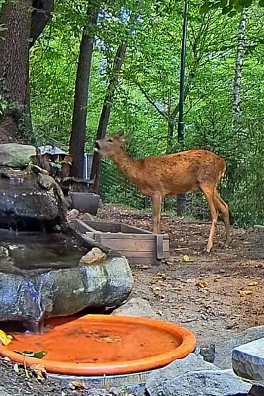 livebirdspoland_1476fca408e9db6edf60a04a9f79b7ac.jpg