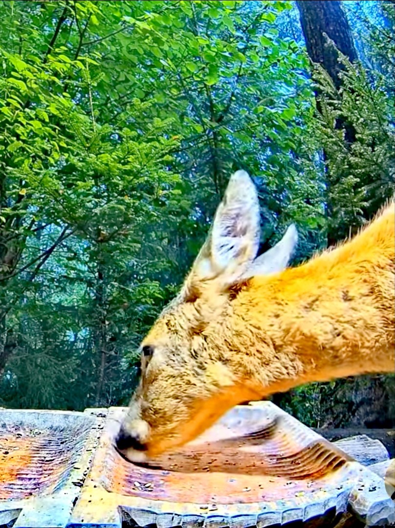 livebirdspoland_88b216d5af9ff62e0df011a926bdd694.jpg