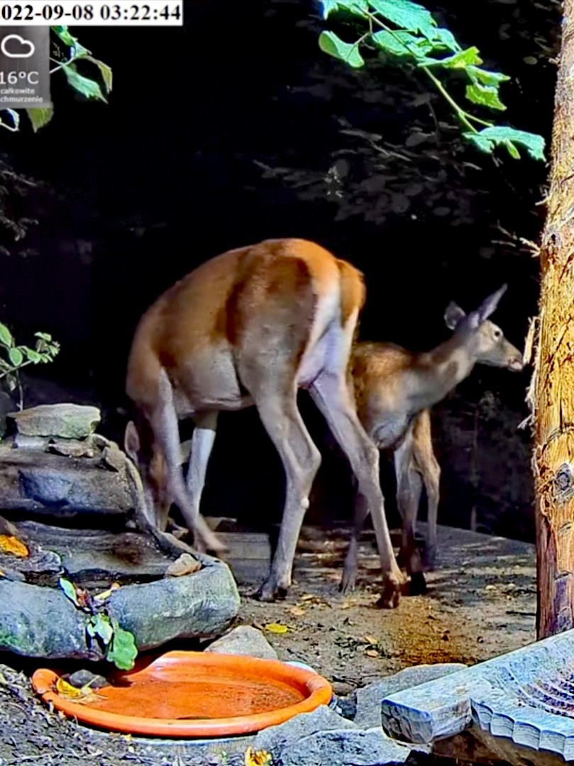livebirdspoland_691a12549930d69c2014f018d7d20a5d.jpg
