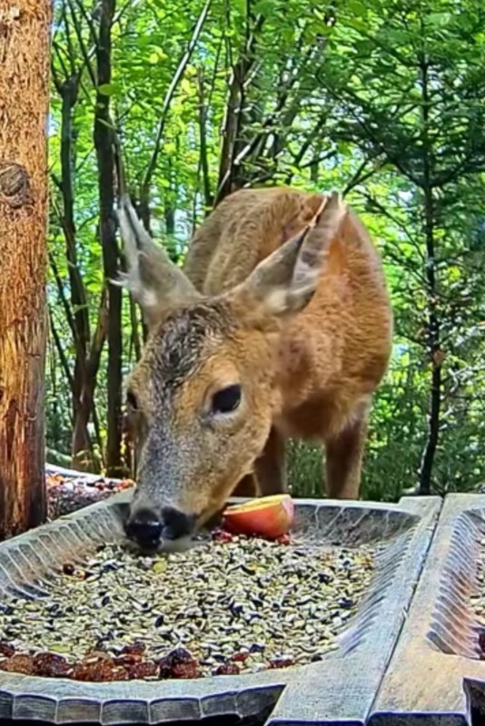 livebirdspoland_b8d05fb357520ad2f7dcf663dcb7ea8c.jpg
