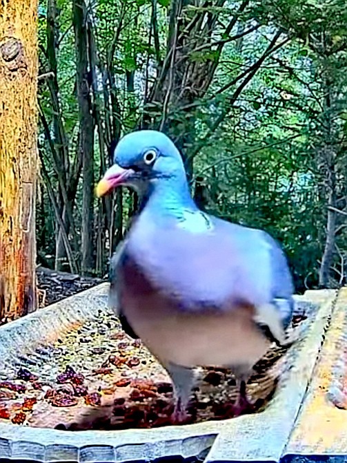 livebirdspoland_f493edbd86c5fab7a6d7ef1a711dd457.jpg