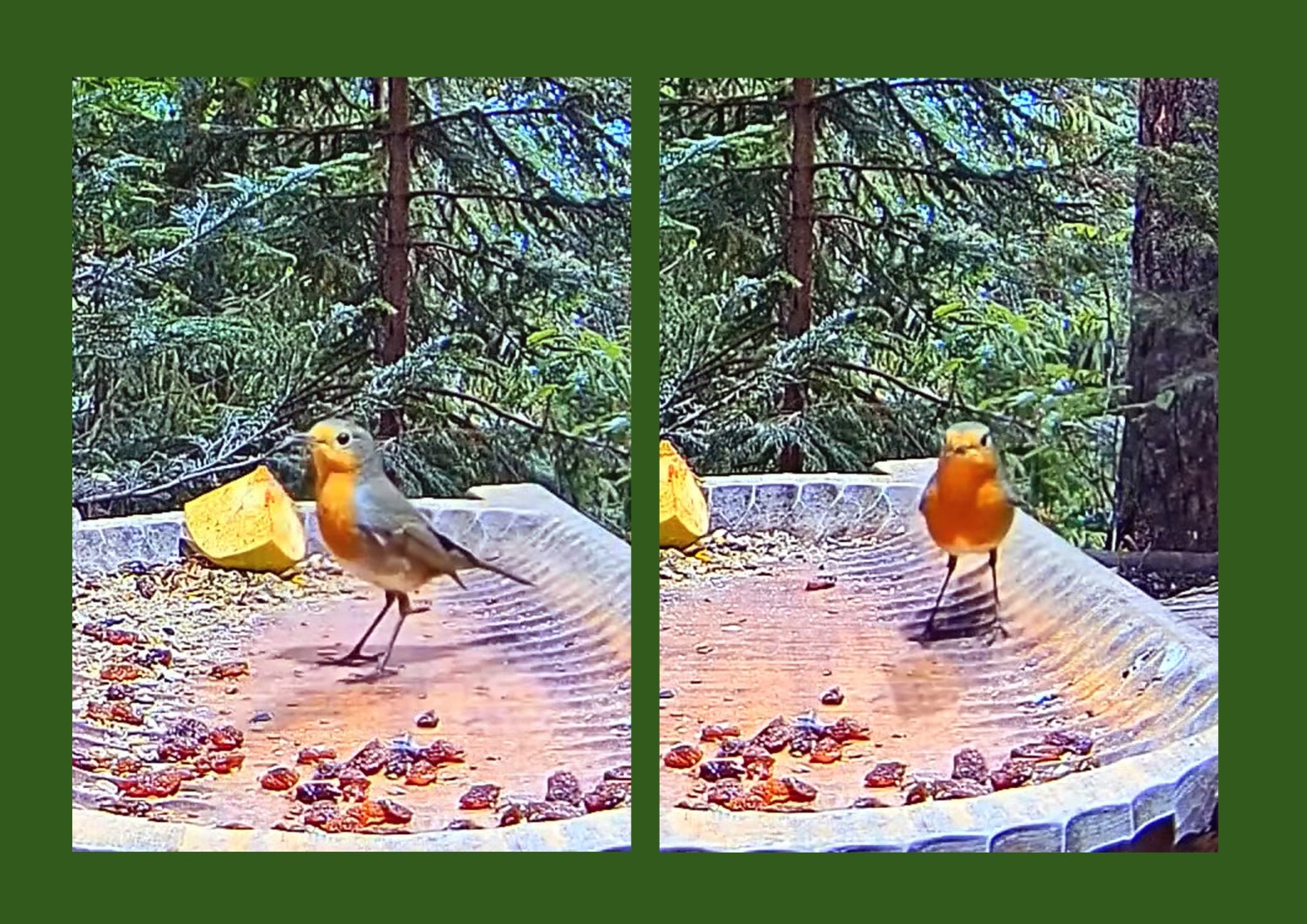 livebirdspoland_c44b78eac583adef47977ef8a25bbe49.jpg