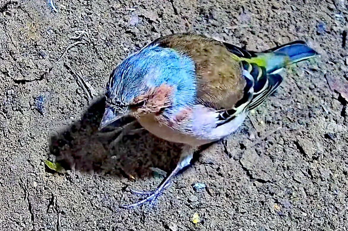 livebirdspoland_0f763854c2364afa2d276d73f337a74b.jpg