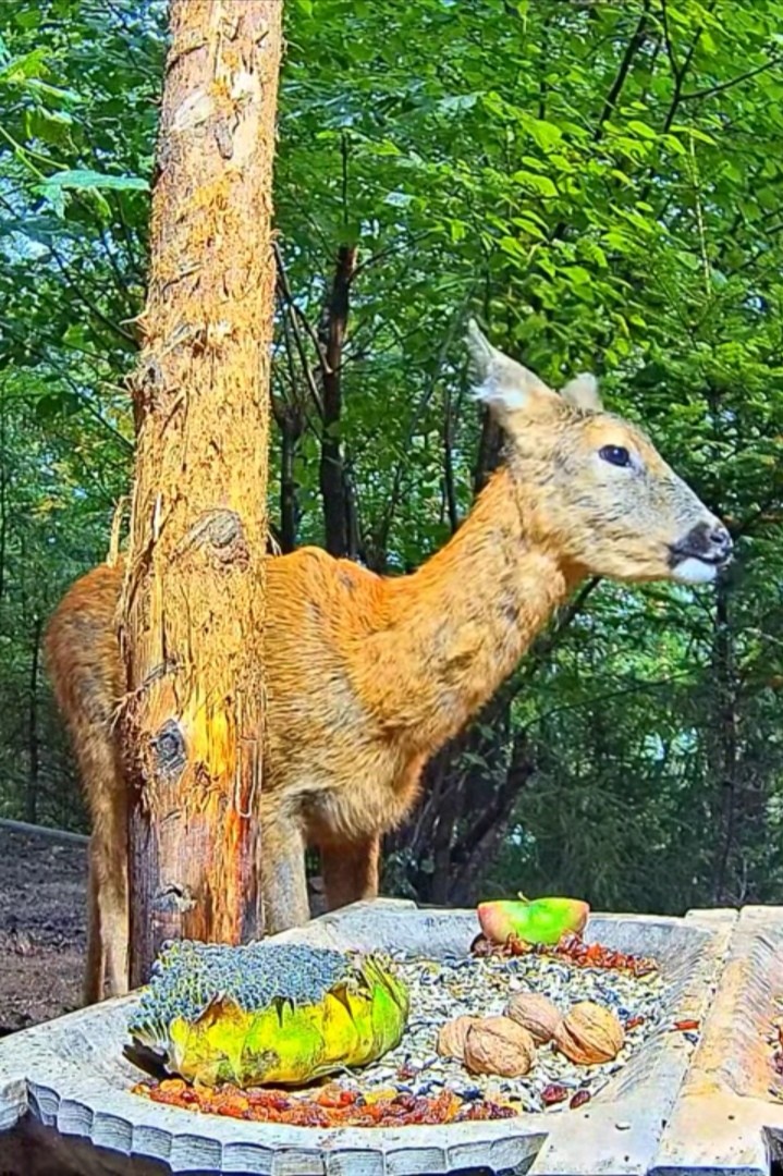 livebirdspoland_ef651e39fdccd6b1352556d139663ba5.jpg