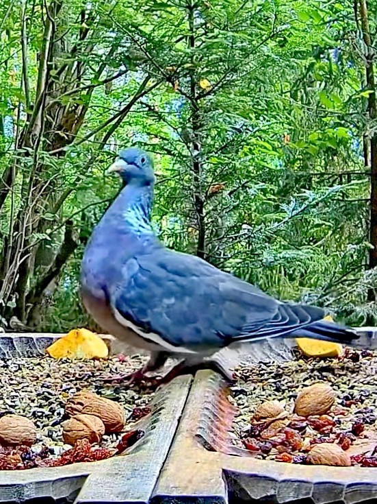 livebirdspoland_c02d06b152371b3009b0dce2ffe4af55.jpg