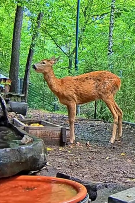 livebirdspoland_8b37331accd870c48bb720fbd576d539.jpg