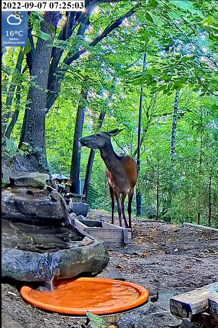 livebirdspoland_5bc7fd12d603af62bc6ccd8f7a81c646.jpg