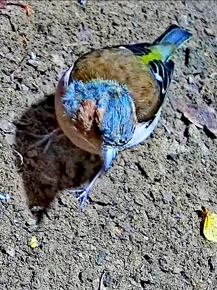livebirdspoland_9c2bd3f082676b3b6fc6330085304508.jpg