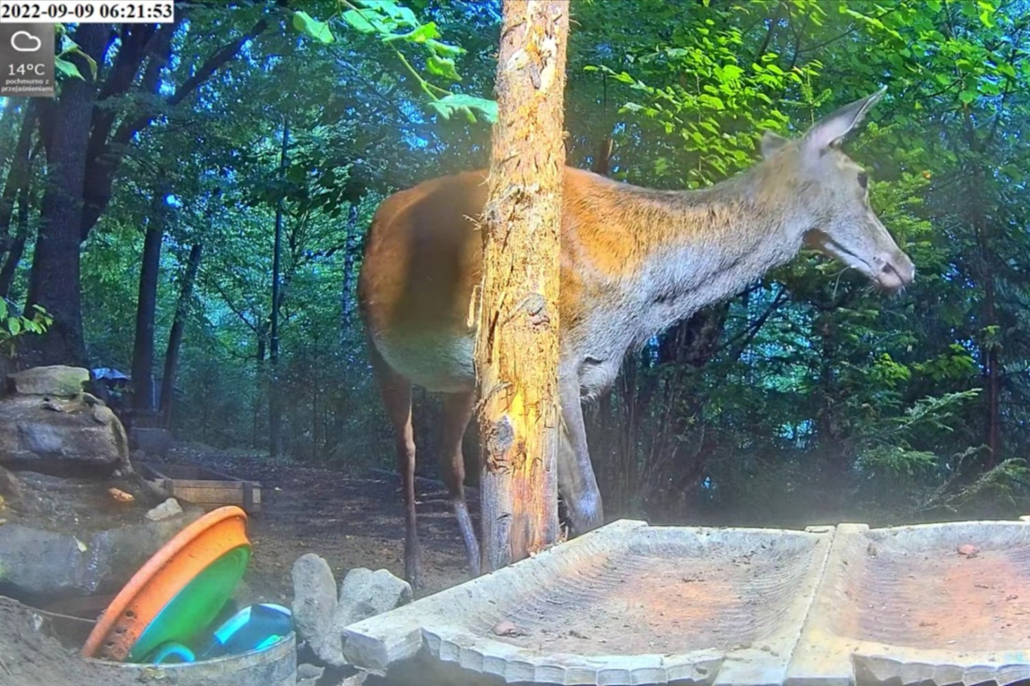 livebirdspoland_a6cf33e589da3757c862452439512006.jpg