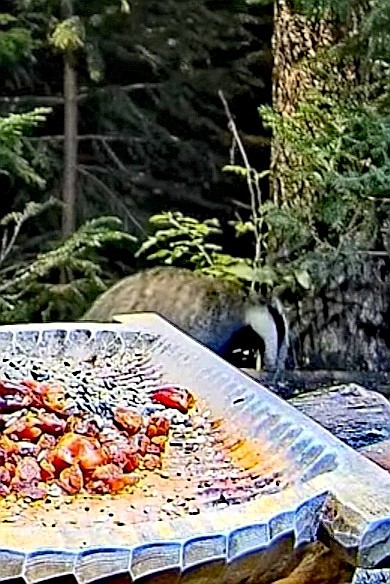 livebirdspoland_1c8feacd75c31a4a1ff2d3dd767a24b7.jpg
