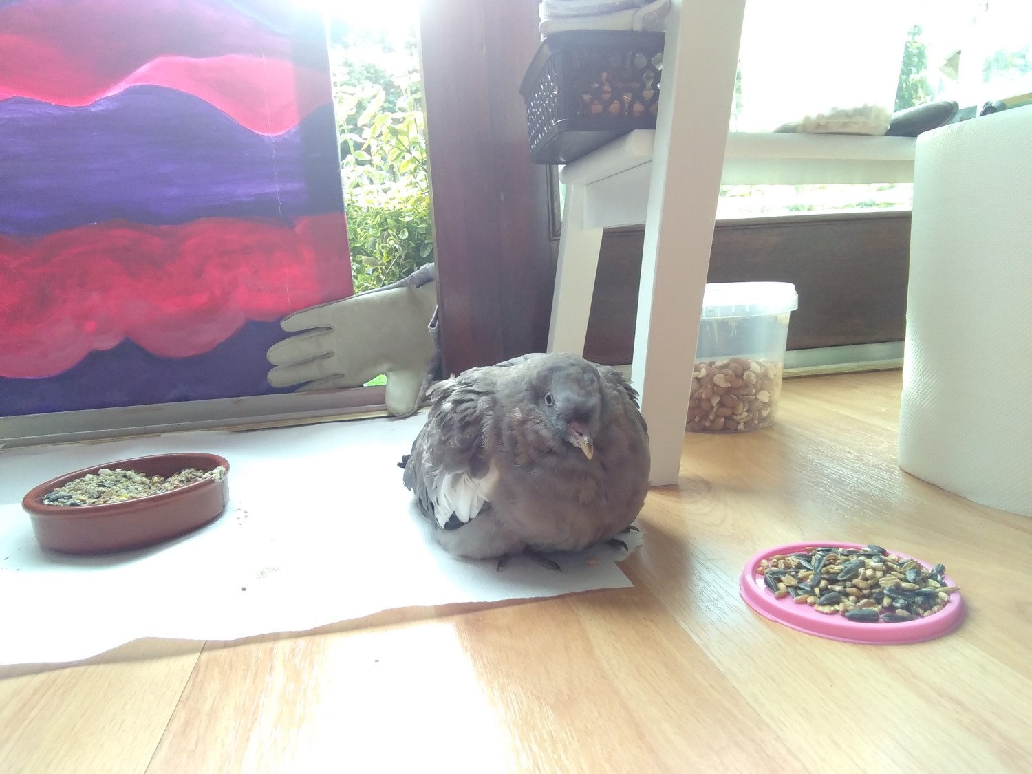 livebirdspoland_f9e3b7572861eb9c9322c9e46ca92d78.jpg