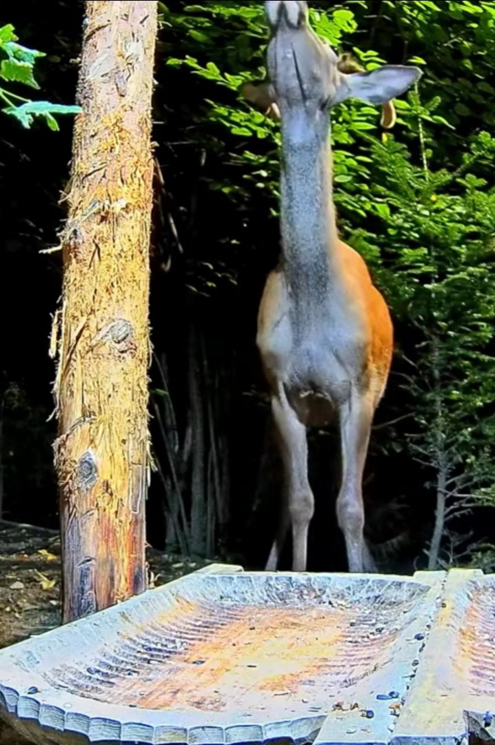 livebirdspoland_a8f38309925cd382a3d8e5e5b17edcd2.jpg