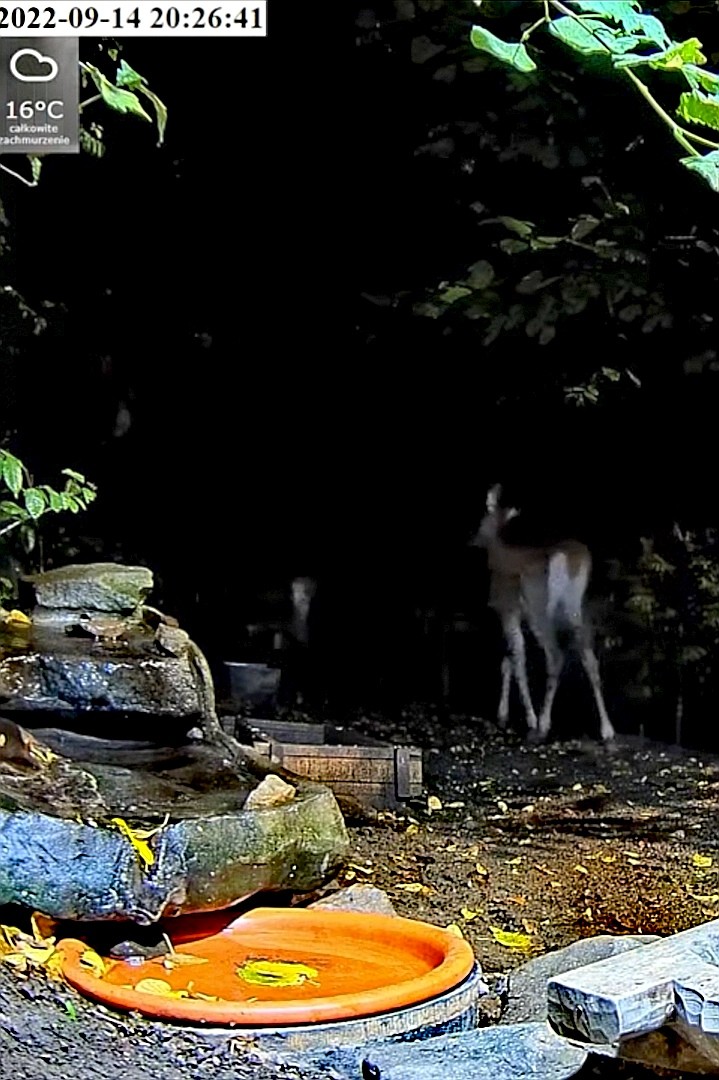 livebirdspoland_05438993566071e16f12080d0ad5f941.jpg