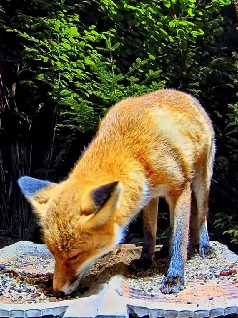 livebirdspoland_0f533c7f7282ac1705ac04cd99108740.jpg