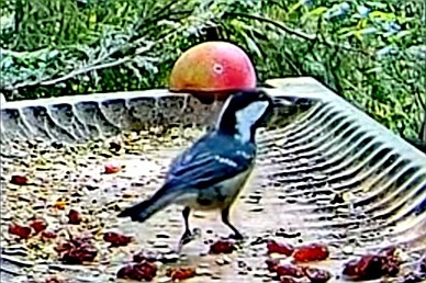 livebirdspoland_a888c341de26cc69930218b9a2183b02.jpg