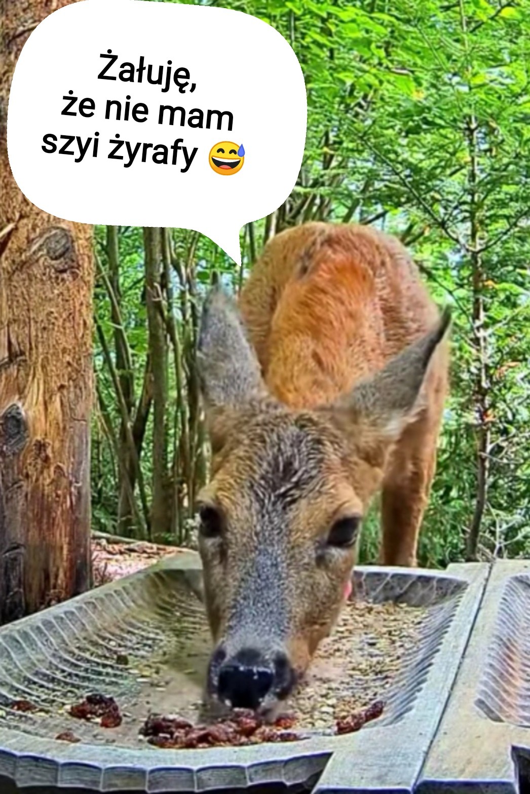 livebirdspoland_13a698958d1d3e6840ee257054612508.jpg