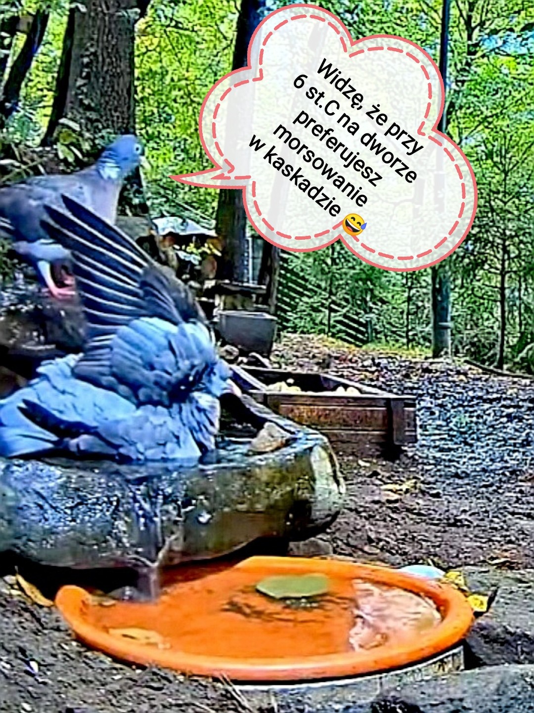 livebirdspoland_dc223cfda4800da97b9a87d9bf28354b.jpg