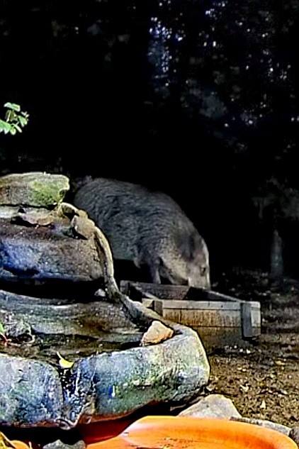 livebirdspoland_8d0d482179ec3b8903f5dc7bd3d70876.jpg