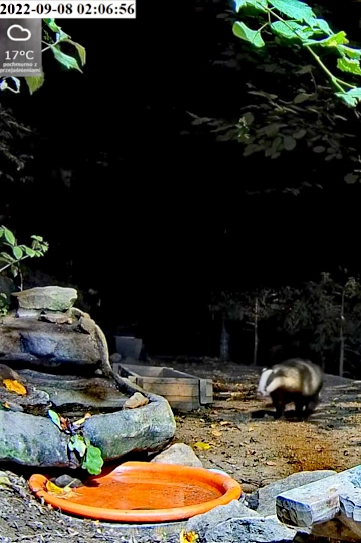 livebirdspoland_2bb118fba7337f6dd57ef74f299e66f9.jpg