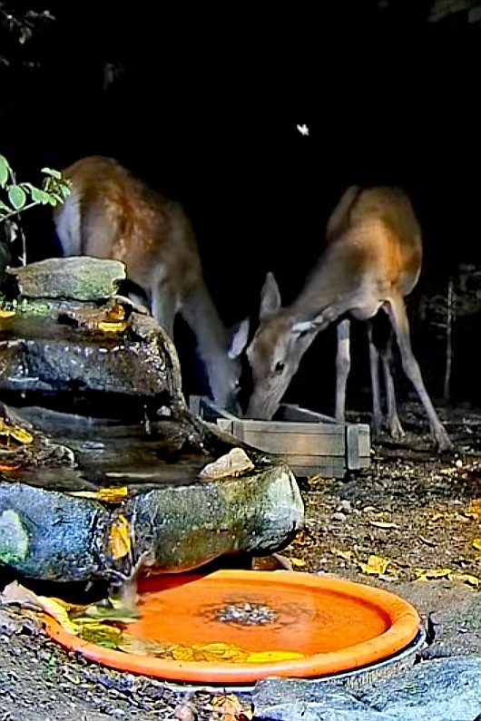 livebirdspoland_17d49ae0c51b894351d8d5c75eb95198.jpg