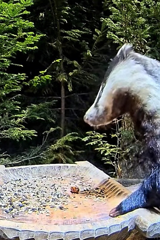 livebirdspoland_da6652c043e12302b4fe13363a77d865.jpg