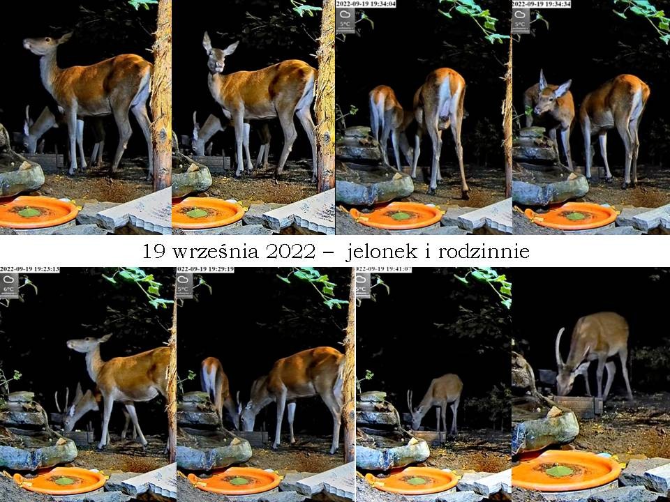 livebirdspoland_0afc1f5aba1685c173a3656f3b8064a7.jpg