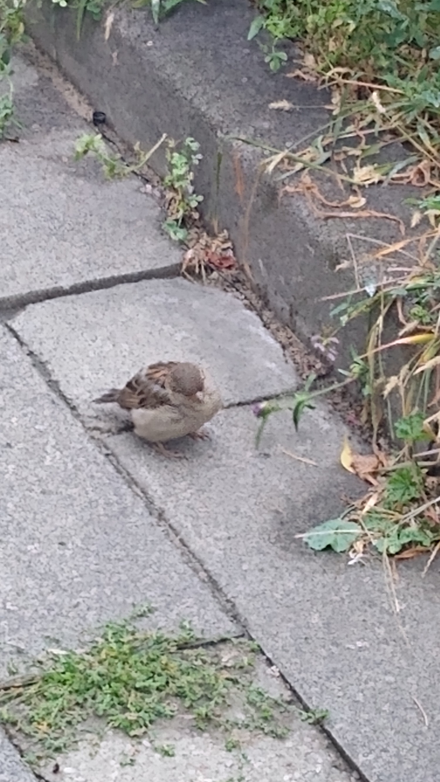 livebirdspoland_be82942270222f355fb6957e2daddda1.jpg