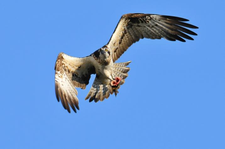 livebirdspoland_2956cb8320d58a52aa463194337998b6.png