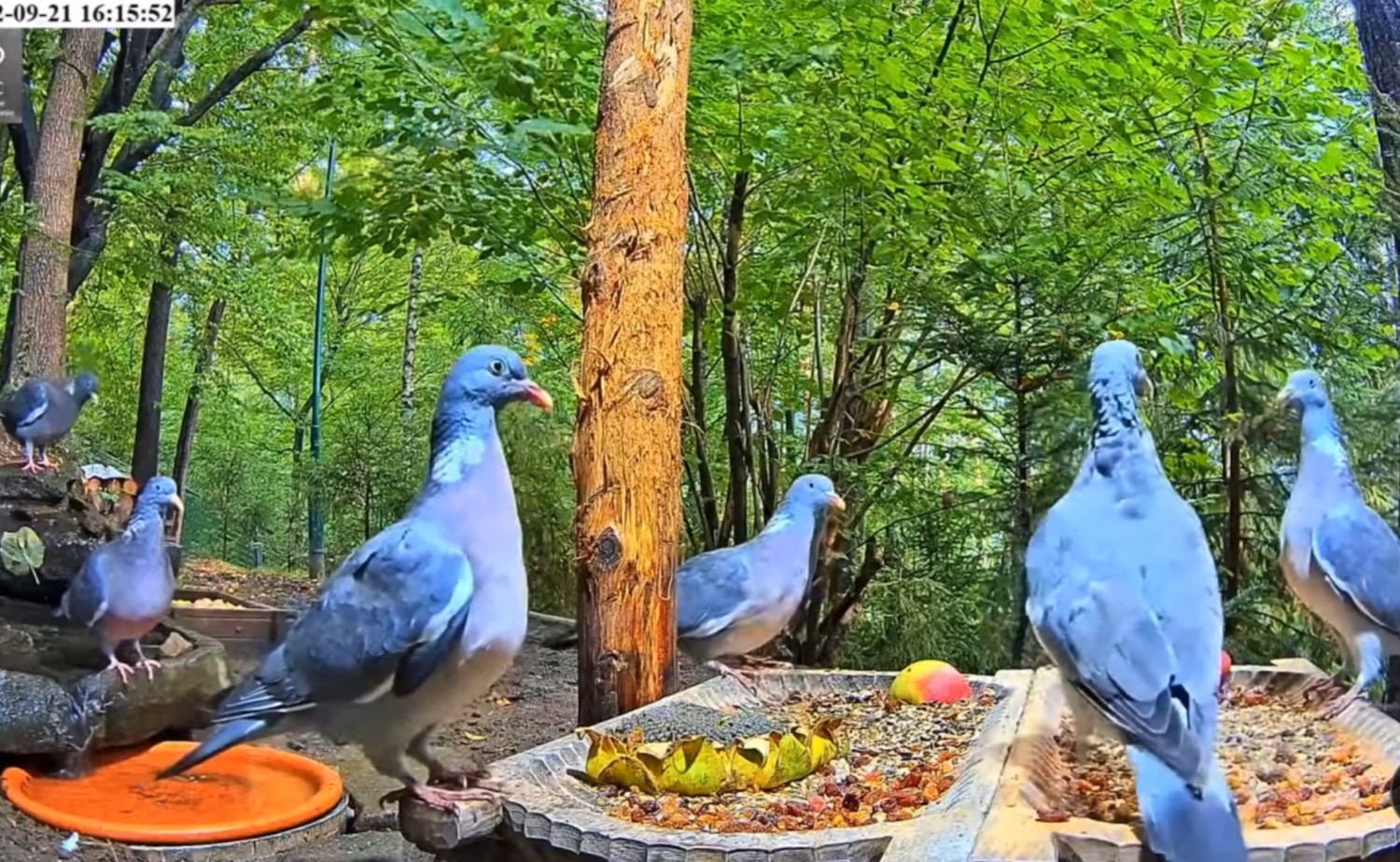 livebirdspoland_c86bfb278ea8573fb49052e3129bdda0.jpg