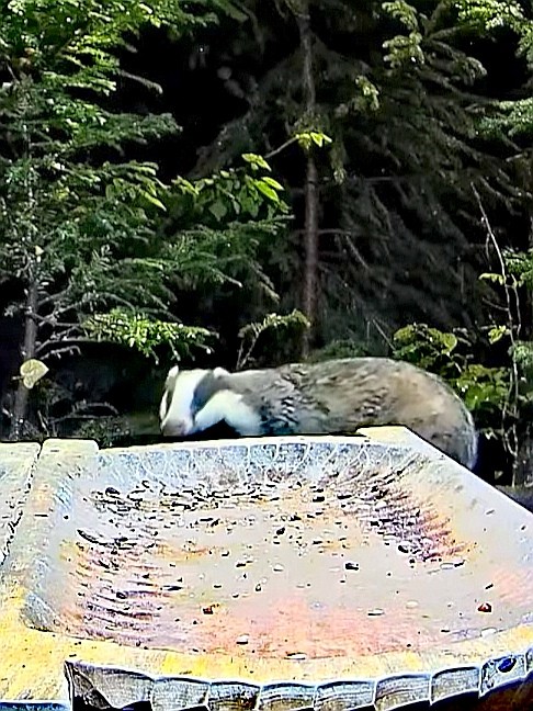 livebirdspoland_99b2c638463bc5138fa42b9bfb51b77d.jpg