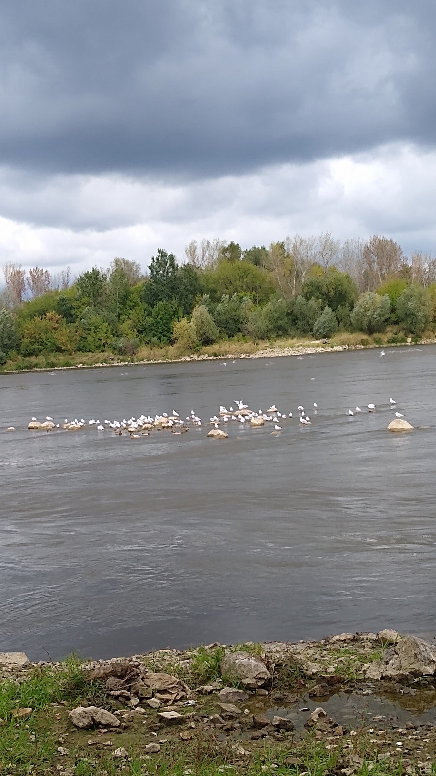 livebirdspoland_e68bdd95456c55bf3ce941cb8e7754ee.jpg