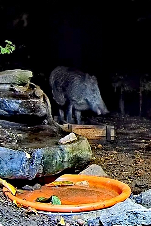 livebirdspoland_793991d9008cecaaa846ec84a2448992.jpg