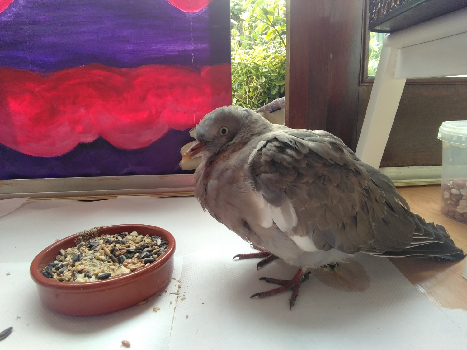 livebirdspoland_345d90bdb804396c6e6b8bd4b52f8325.jpg