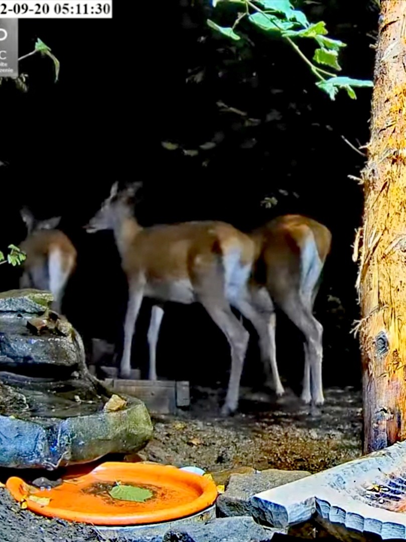 livebirdspoland_3923ca716e054ee7af6785b2c96c8807.jpg