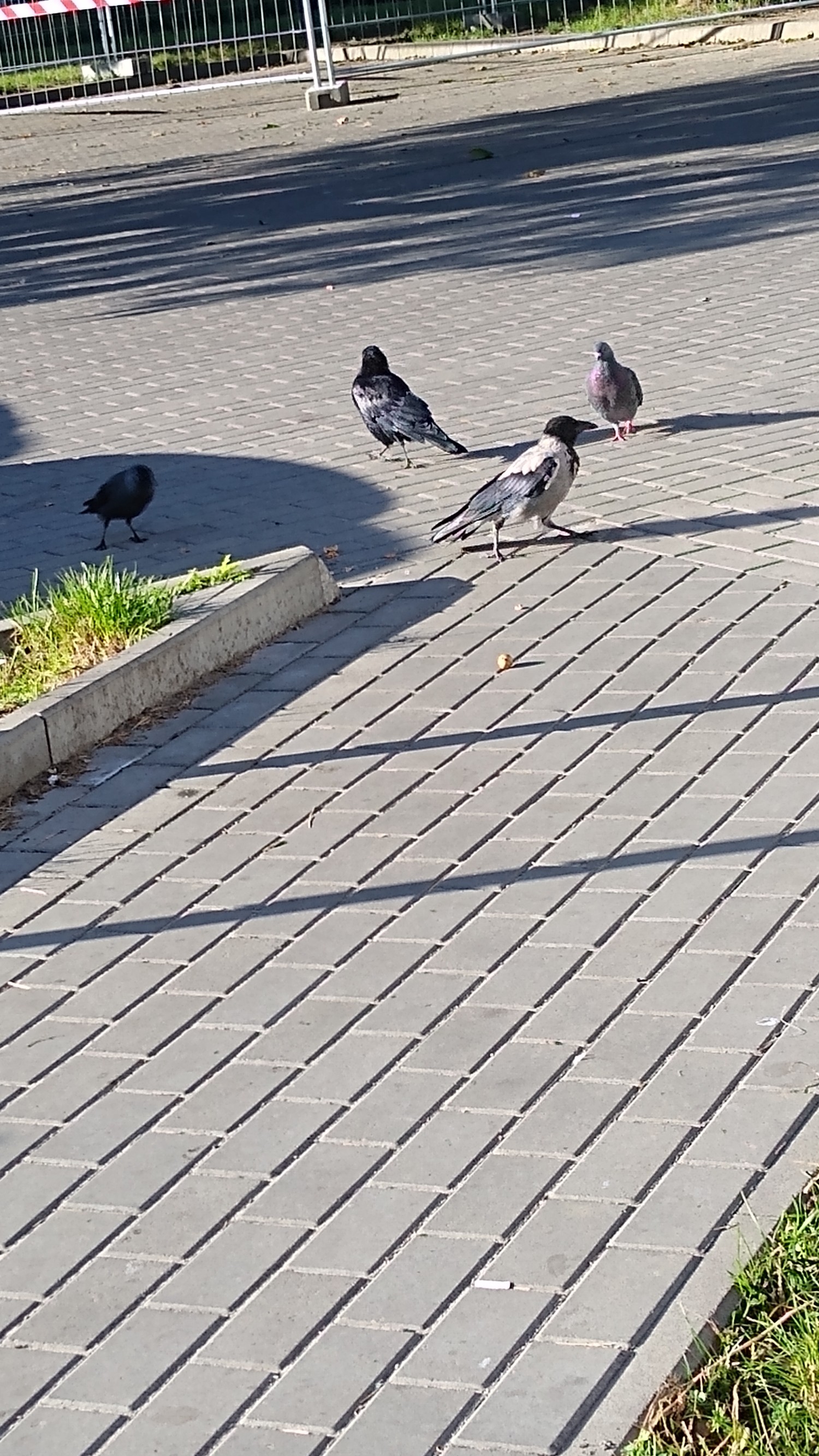 livebirdspoland_e028d027242b3b482b33c45238f0ef15.jpg