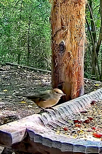 livebirdspoland_007a6fac8fdecfbde94e7a0dbf5aa435.jpg